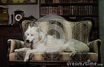 Portrait husky dog on couch Stock Photo