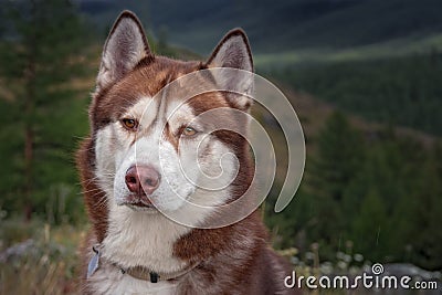 Portrait husky dog on nature backdrop in mountains. Domestic animal healthy active lifestyle. Beautiful nature background. Stock Photo