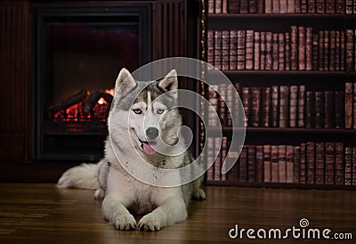 Portrait husky dog near a fireplace Stock Photo