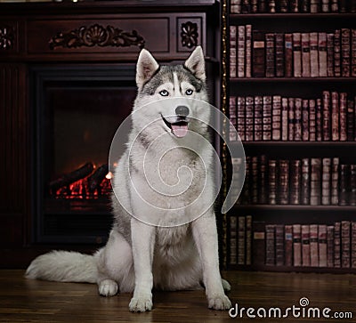 Portrait husky dog near a fireplace Stock Photo