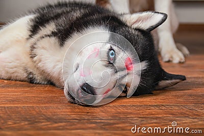 Portrait husky dog with red lipstick marks kiss on his head. Stock Photo