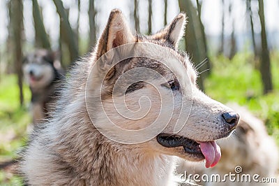 Portrait of a sleddog before the race Stock Photo