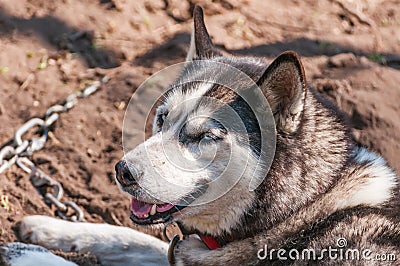 Portrait of a sleddog before the race Stock Photo