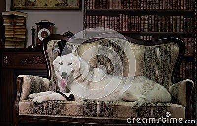 Portrait husky dog with top hat and pipe on couch Stock Photo