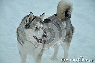 Portrait of a husky dog on white snow Stock Photo