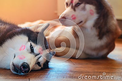 Portrait husky dogs with red lipstick marks kiss on his head. Siberian husky lying on the floor in bliss. Concept of love pet. Stock Photo