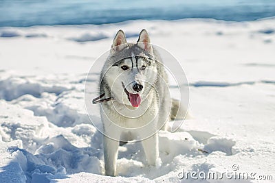 Portrait of husky puppy in winter in snow Stock Photo