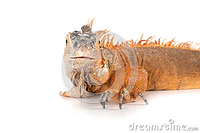 Portrait of iguana close-up. Stock Photo