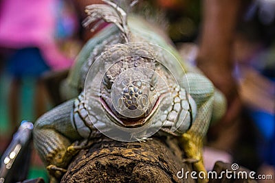 Portrait of an Iguana large inThailand Stock Photo