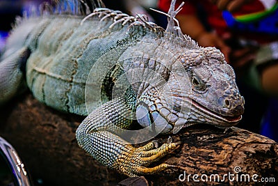 Portrait of an Iguana large inThailand Stock Photo