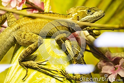 Portrait of an iguana in profile. Exotic iguana. Iguana portrait. Iguana in profile Stock Photo