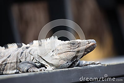 Portrait of an iguana. Stock Photo