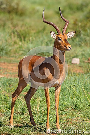 Portrait of an impala Aepyceros Melampus, Madikwe Game Reserve, South Africa. Stock Photo