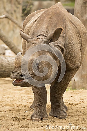 Portrait Indian rhinoceros, Rhinoceros unicornis Stock Photo