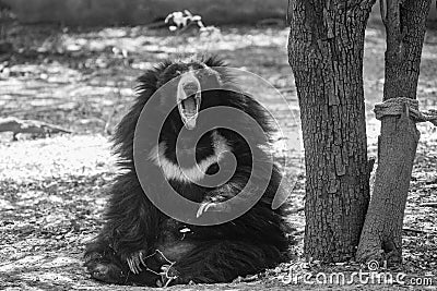 Portrait of an Indian Sloth Bear Stock Photo