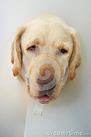 Portrait of injured labrador dog Stock Photo