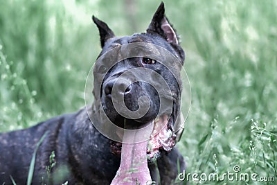 Portrait Italian cane Corso in the Park on the green lawn Stock Photo