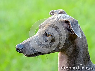 The portrait of Italian Greyhound Stock Photo