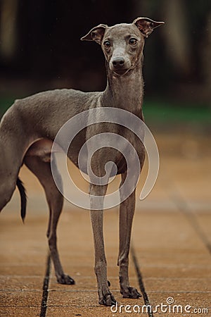 Portrait Italian Greyhound in palm trees stay Stock Photo