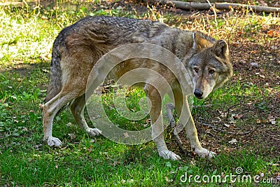 Portrait of the Italian Wolf Stock Photo