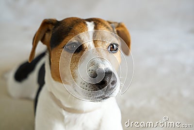 Portrait of jack russell muzzle, focus on the nose Stock Photo