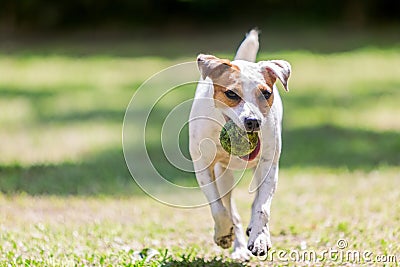 Portrait Of Jack Russell Terrier Running Stock Photo