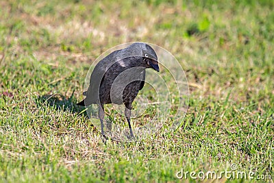 portrait of a jackdaw bird in the green grass Stock Photo