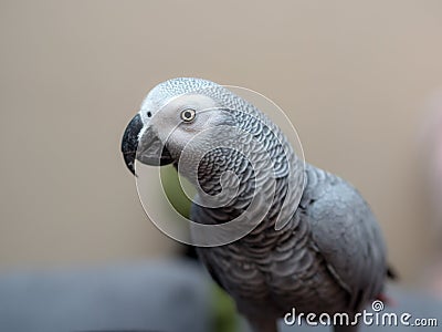 Portrait of a Jaco parrot Stock Photo