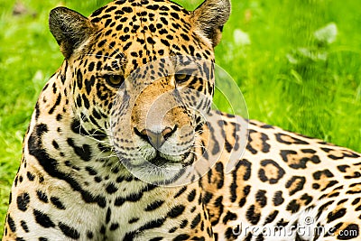 Portrait of a Jaguar. Panthera onca. Stock Photo