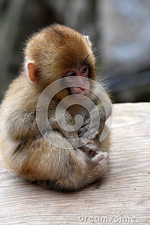 Baby ape . Red face japanese macaque or snow monkey Stock Photo