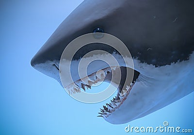 A Portrait of the Jaws of a Great White Shark Stock Photo