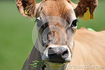 Portrait of Jersey cow Stock Photo