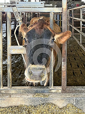 Portrait of a Jersey milking cow Stock Photo