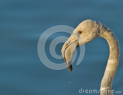 Portrait of a juvenile Greater Flamingo Stock Photo