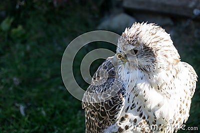 Portrait of juvenile Gyrfalcon also known as falco rusticolus, Falco arcticus. Stock Photo