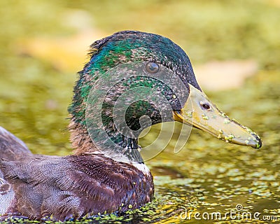 Portrait of a juvenile male mallard duck molting feathers in the floodplain of the Minnesota River in the Minnesota Valley Wildlif Stock Photo