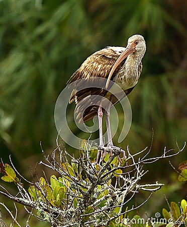 Juvenile White Ibis Stock Photo