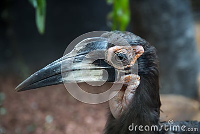 Portrait of a Kaffir horned Raven, Ground hornbill, large against a land of greenery. Birds, ornithology Stock Photo
