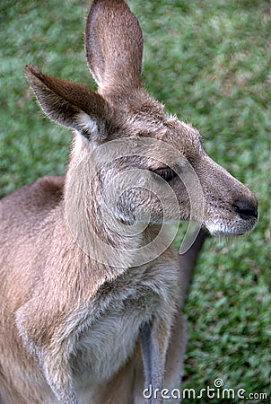 Portrait of kangaroo Stock Photo