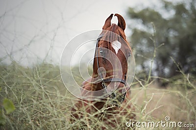 Portrait of Kathiawari stallion posing in natura place. India Stock Photo