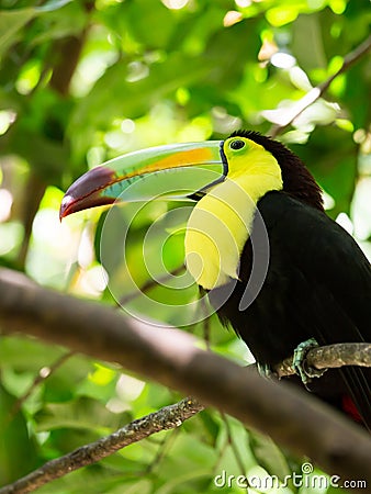 Portrait of Keel-billed Toucan bird Stock Photo