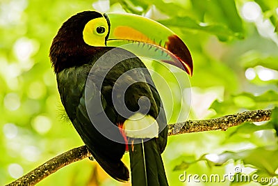 Portrait of Keel-billed Toucan bird Stock Photo