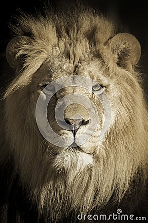Portrait Of A King African Lion Stock Photo