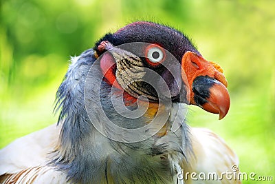 Portrait of a King Vulture Stock Photo