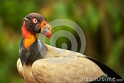 Portrait of King vulture, Sarcoramphus papa. Red head bird, forest in the background. Condors in tropic forest. Stock Photo