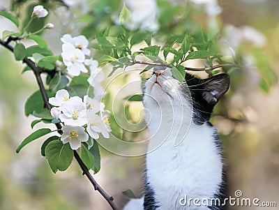 portrait a kitten sits in the may garden under the flowering branches of an Apple tree and sniffs the buds on a Sunny day Stock Photo