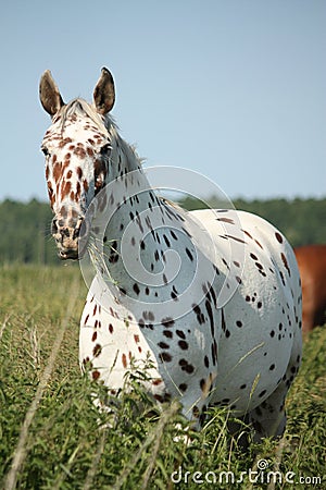 Portrait of knabstrupper breed horse - white with brown spots Stock Photo