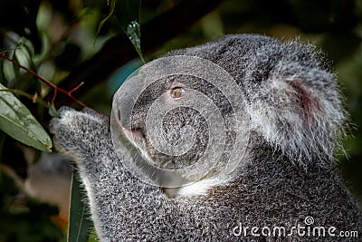 Portrait of a koala grasping gum leaves in its paw Stock Photo