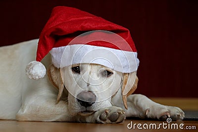 Portrait of a labrador dog wearing santa claus hat Stock Photo