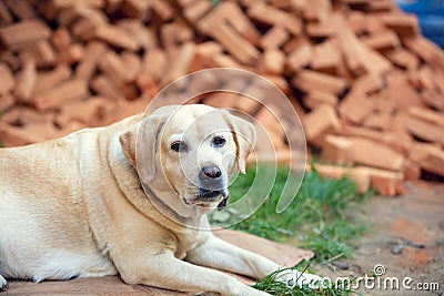 Portrait of a Labrador Retriever dog lying near a pile of bricks Stock Photo